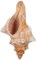 Hanging Air Plant Holder Fox Sea Shell and Live Tillandsia Airplant Gift Set
